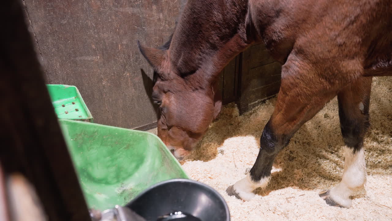 Ein Fohlen frisst ruhig Getreide. Das charmante Jungpferd genießt seine Fütterungszeit. Eine zärtliche Szene zeigt das junge Fohlen in gemütlicher Stallumgebung, ein ruhiges Bild des winzigen Fohlens, das friedlich in seinem Stall knabbert.