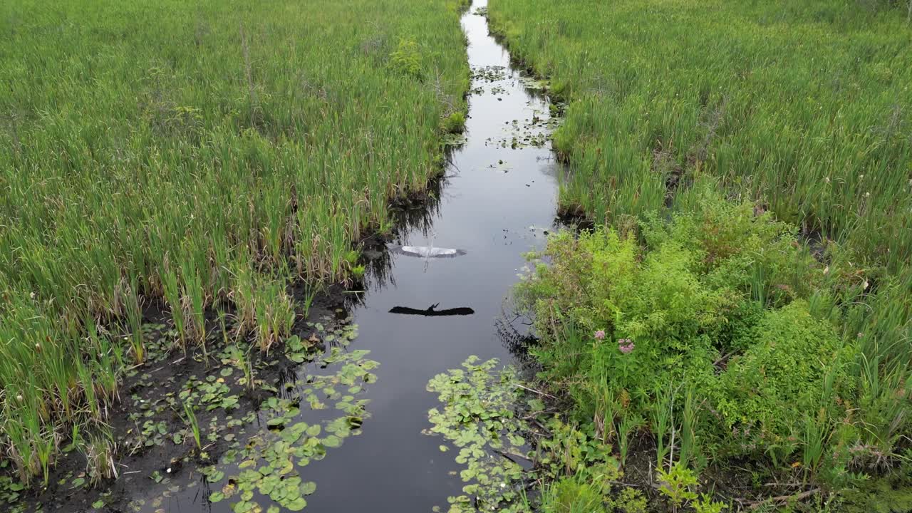 모래 언덕 크레인이 습지를 날아다니며 드론을 따라간다