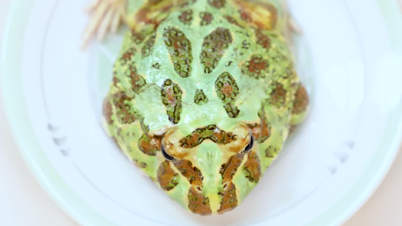 A green horned frog sits on a plate, captured in a static close-up shot with bright lighting