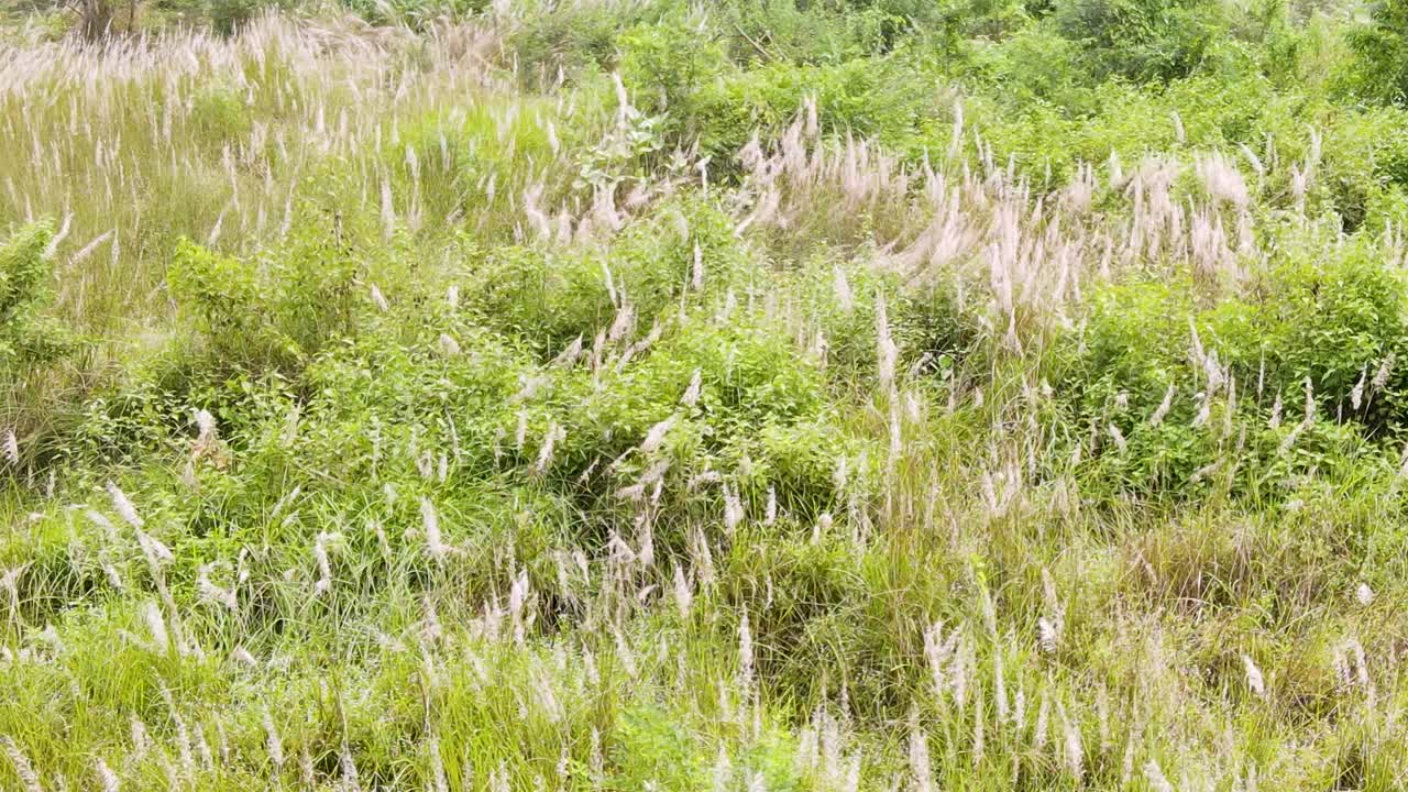 Wild sugarcane kans grass field nature outdoor rural Bangladesh Zoom out