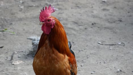 Gallo