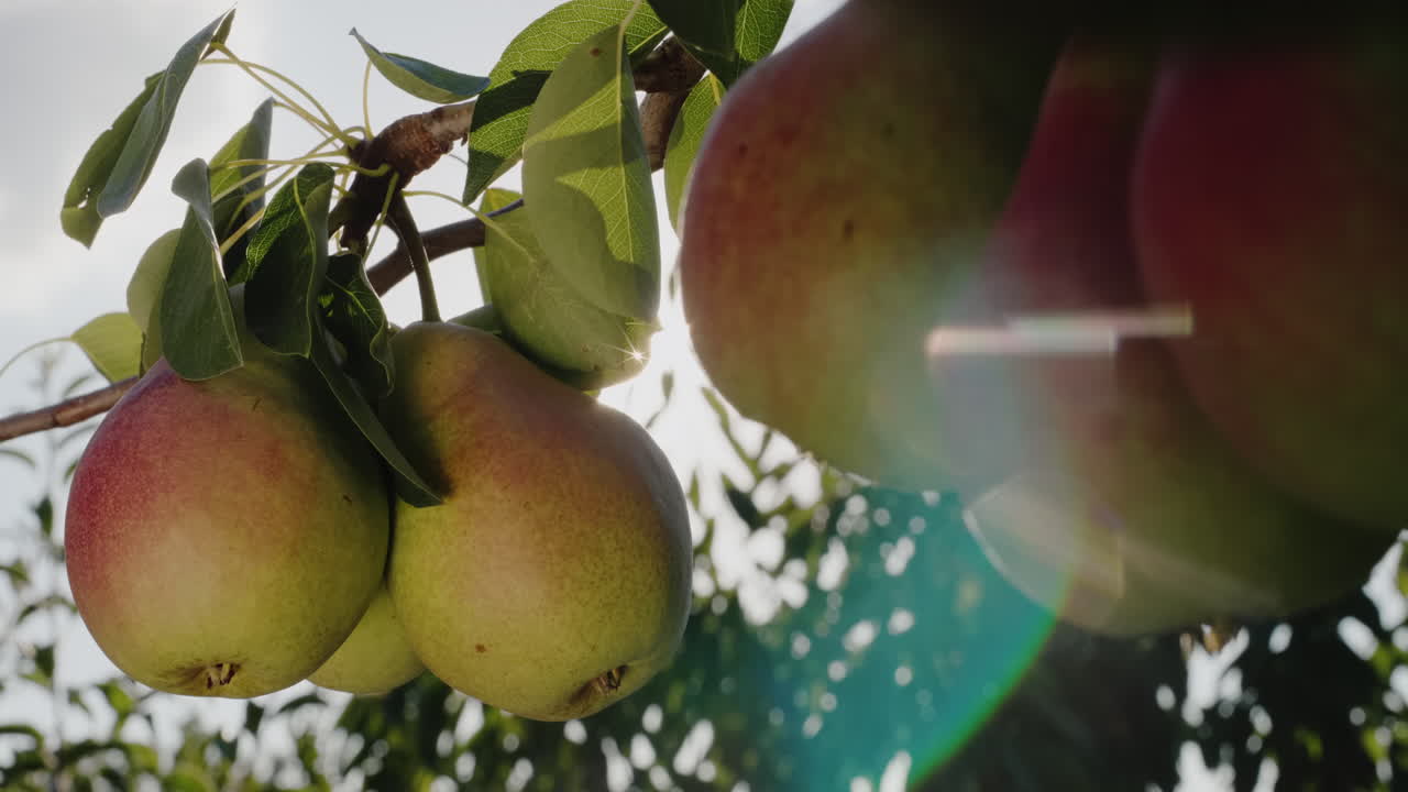 햇볕에 나뭇가지에 배 몇 개가 익는다