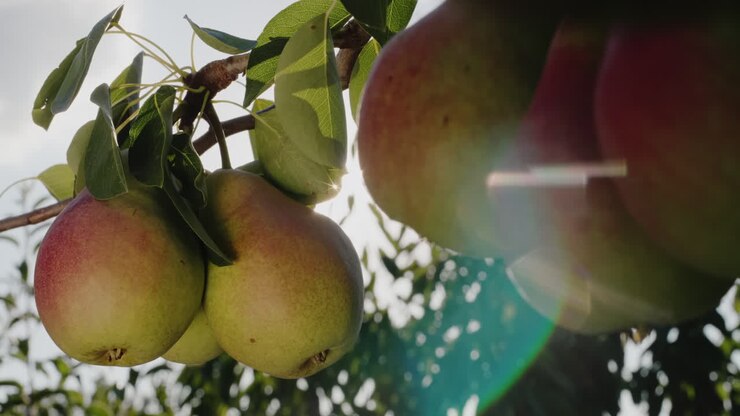 A few pears ripen on a branch in the sun
