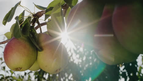 Ein-Paar-Birnen-Reifen-An-Einem-Ast-In-Der-Sonne