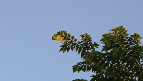 hojas en el viento contra el cielo azul