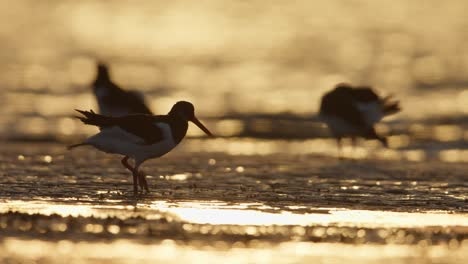 common redshanks at sunrise