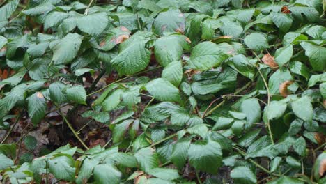 Great-Tit-Bird-Hidden-Under-Lush-Green-Leaves-In-Hoge-Veluwe-National-Park-In-The-Netherlands