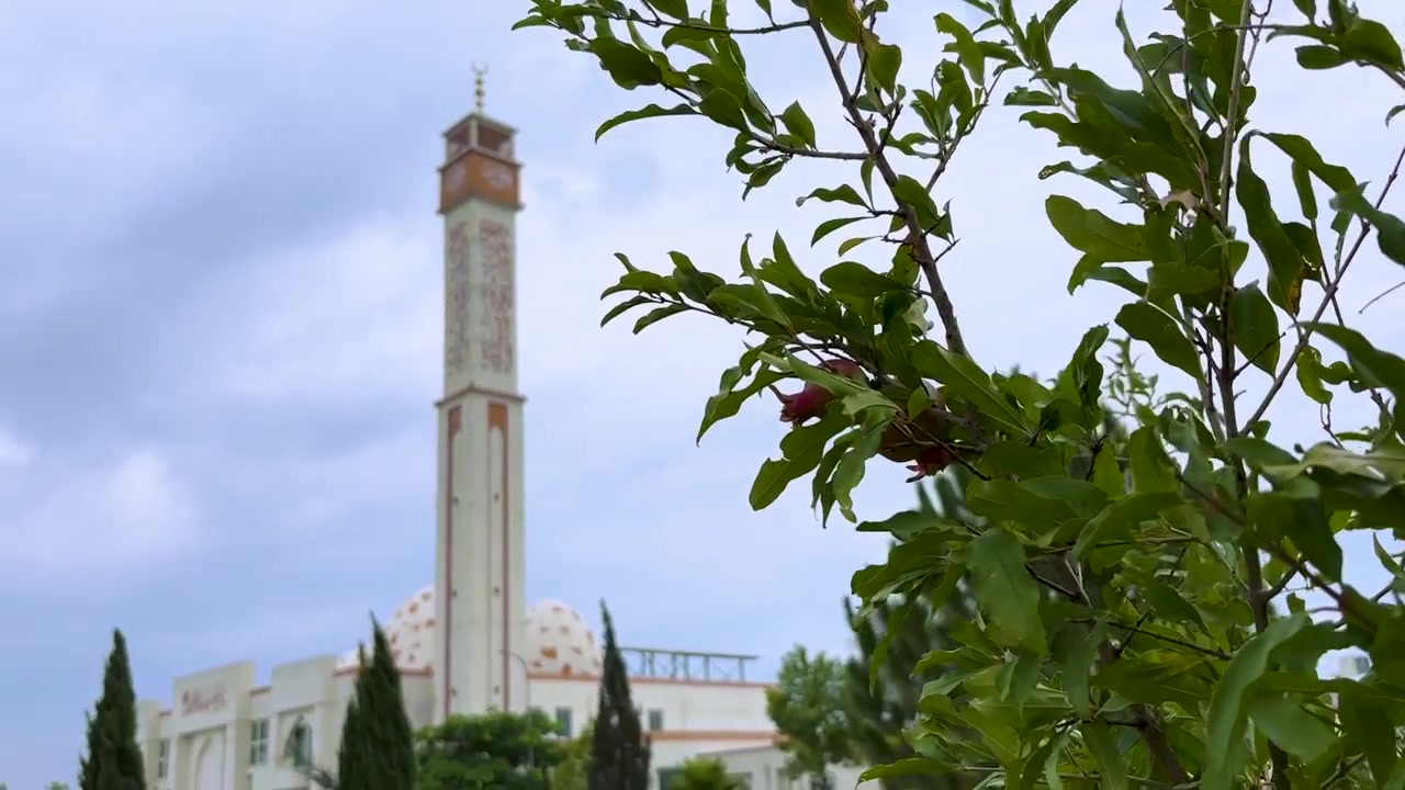 Et moskéminaret er delvist synligt bag et frodigt granatæbletræ under en overskyet daghimmel.