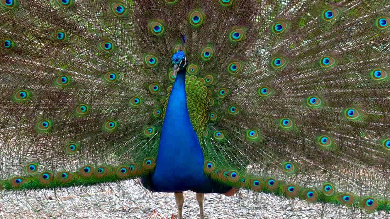 Pavão com plumagem completa