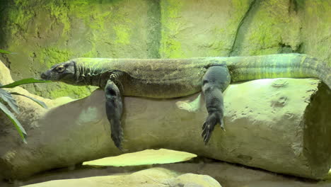 a large green iguana sitting on a large log looking around