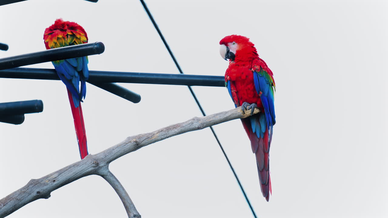 Close up of a red Macaw bird on a tree branch