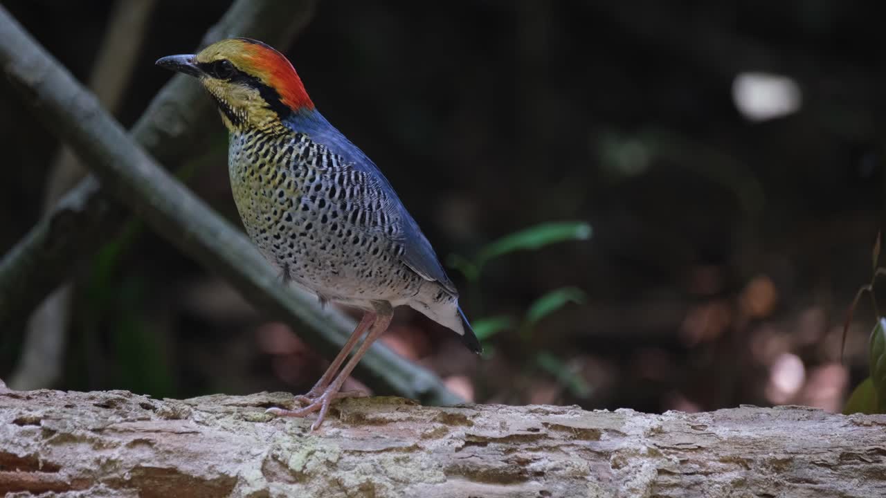 mirando hacia la derecha y luego girando hacia la izquierda mientras se encuentra en un tronco, blue pitta hydrornis cyaneus, tailandia