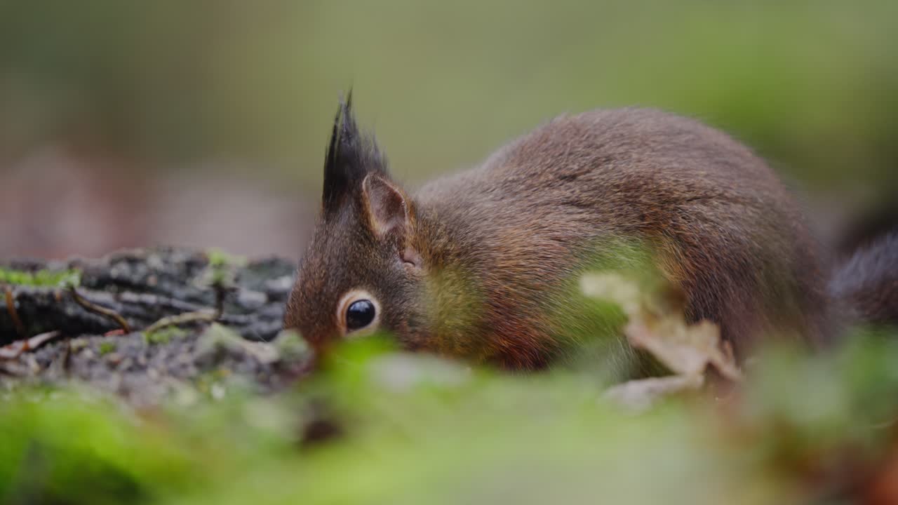 Red squirrel standing still on moss with tail down, side view showing full profile and fur detail