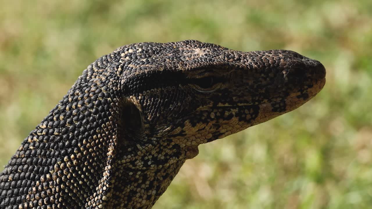 Detailed view of a monitor lizard's head, showcasing its scales and tongue flicking behavior.
