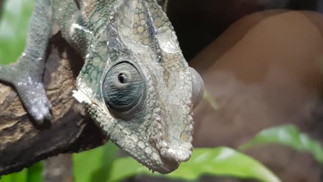 chameleon extreme close-up - head shot