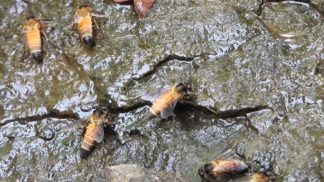 honey bee collecting honey on water..