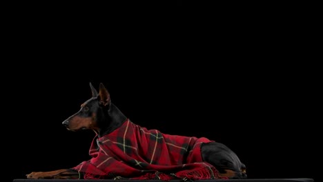 doberman dog wrapped in a plaid blanket