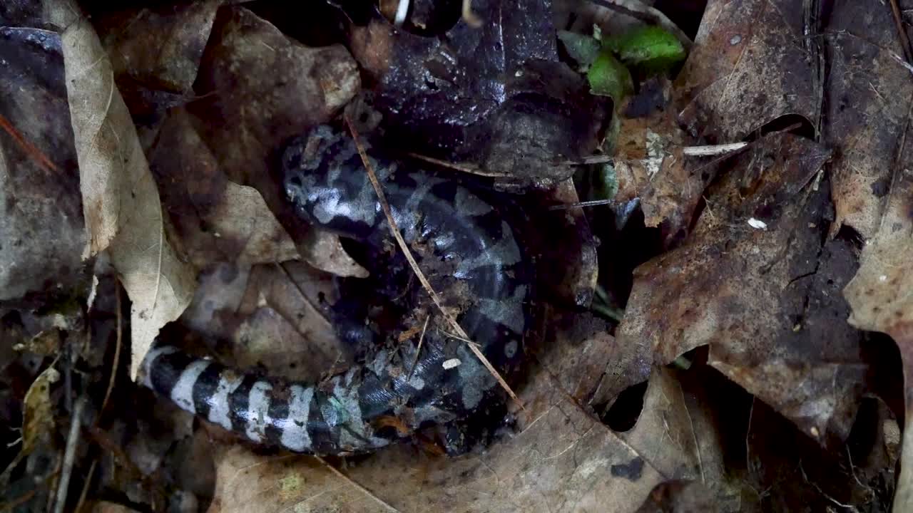 Marbled Salamander Hidden in Leaves