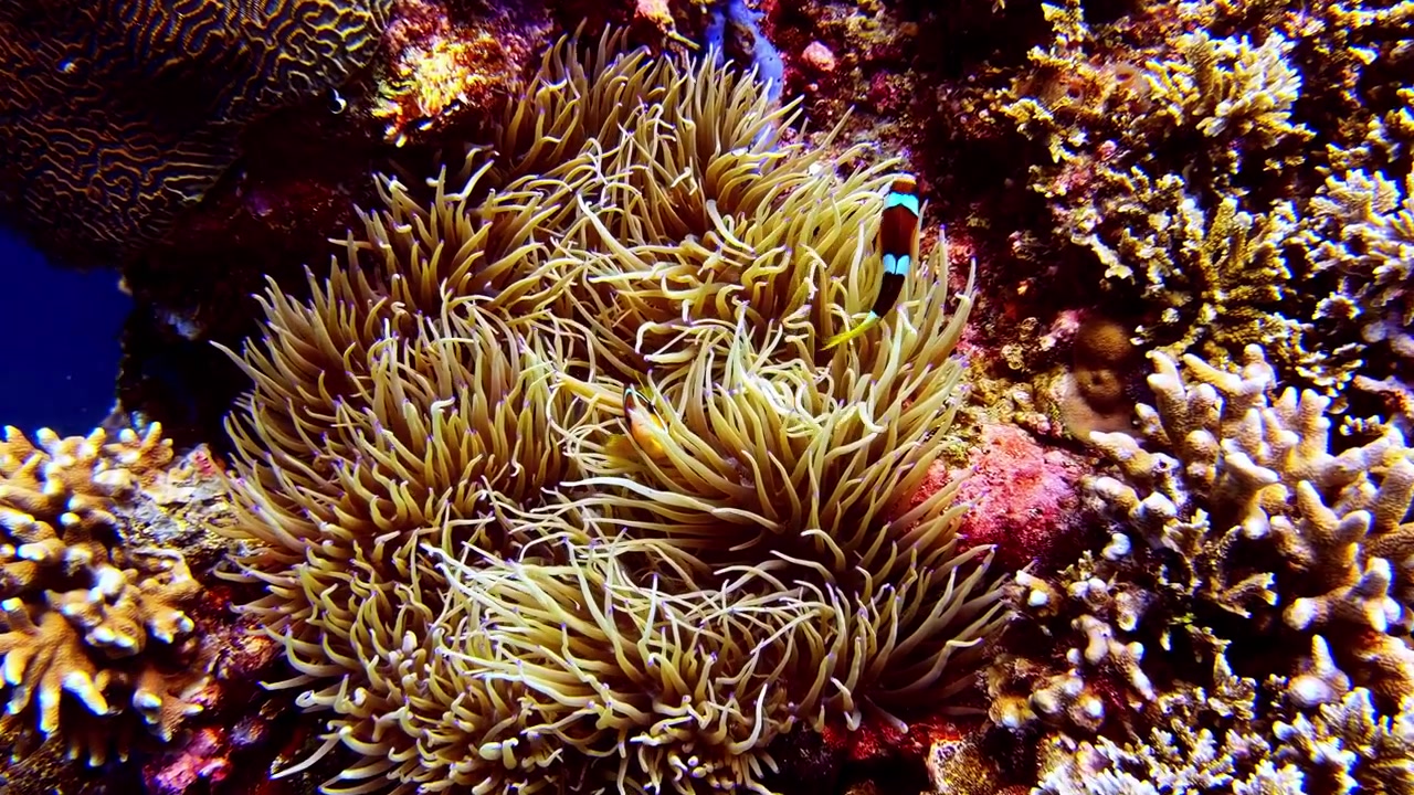 Riprese subacquee ravvicinate di un pesce pagliaccio che nuota attraverso un anemone di mare circondato da coralli e spugne colorati su una vivace barriera corallina tropicale, mostrando la ricca biodiversità di un ecosistema sano