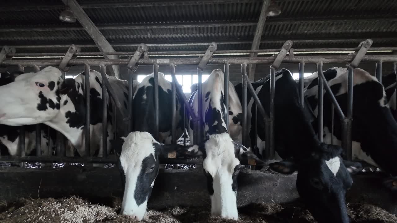 Close slow motion view of dairy cows feeding on straw inside a barn during winter