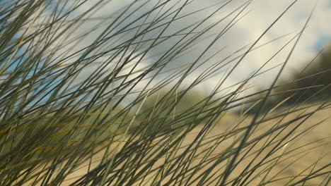 l'herbe des dunes se déplace doucement dans le vent