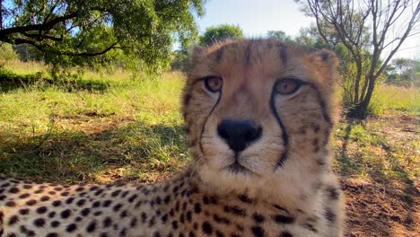 close up portrait of cheetah face, relaxing on hot sunny day in pure nature at safari park