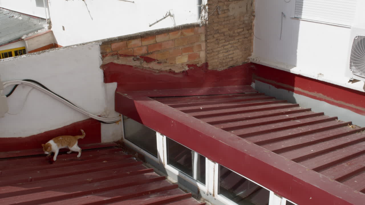 un gato rojo con manchas blancas está en el techo de la casa