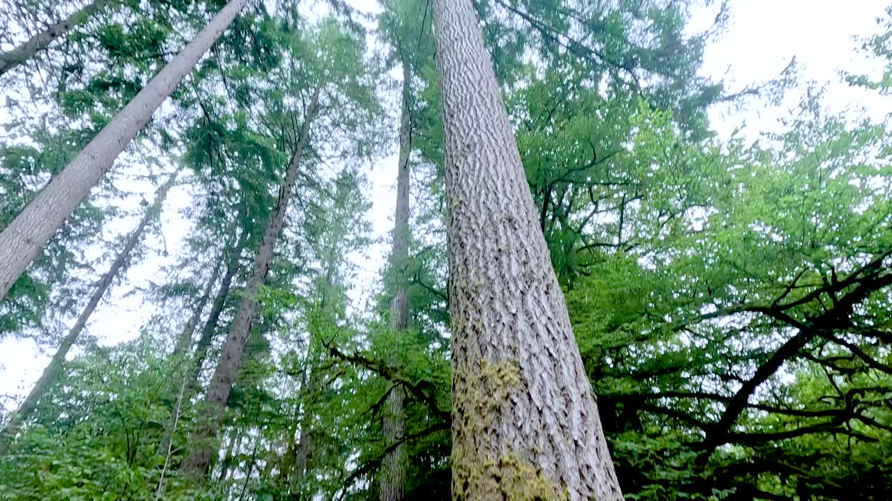 Tall trees and lush greenery in Dunkeld, Scotland