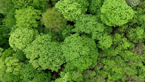 Luftdrohne-Schoss-über-Den-Tropischen-Regenwald-Des-Primärdschungels