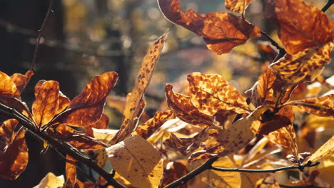 Golden-autumn-leaves-blow-in-breeze,-slow-pan-close-up