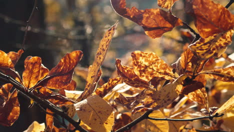 golden autumn leaves blow in breeze, slow pan close-up