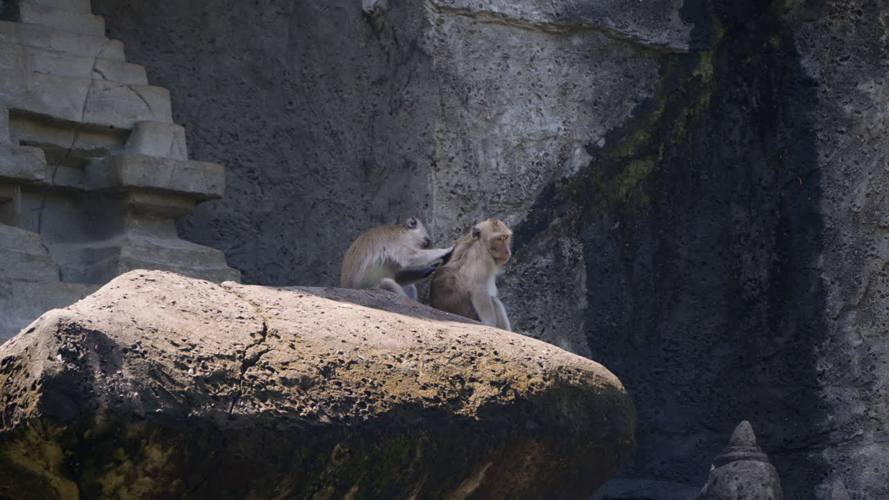 Macachi dalla coda lunga seduti insieme e che si puliscono a vicenda sulle scalinate intagliate nella scogliera del Tempio di Gunung Kawi nel Bali Safari and Marine Park, Indonesia
