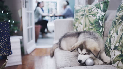 an adorable husky puppy chewing on a decoration