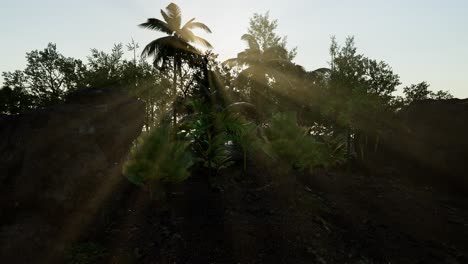 Sunset-Beams-through-Palm-Trees