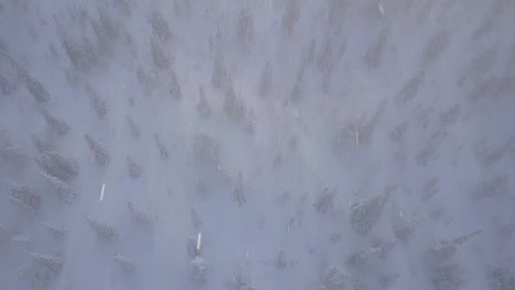 flying over winter forest in the swedish mountains