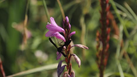 Huge-wasp-climbs-on-purple-Bulge-Lily-flower-nearing-end-of-bloom