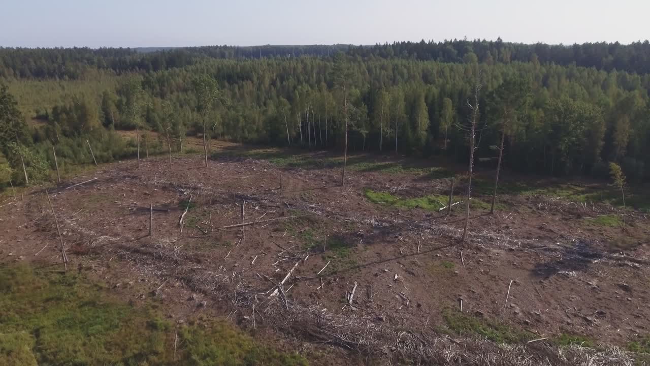 talado cortar el área en el bosque de coníferas-4