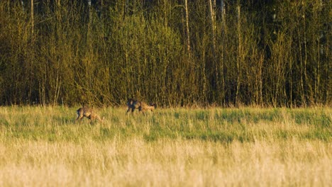 two wild european roe deers eating in a green meadow, sunny spring evening, golden hour, medium shot from a distance