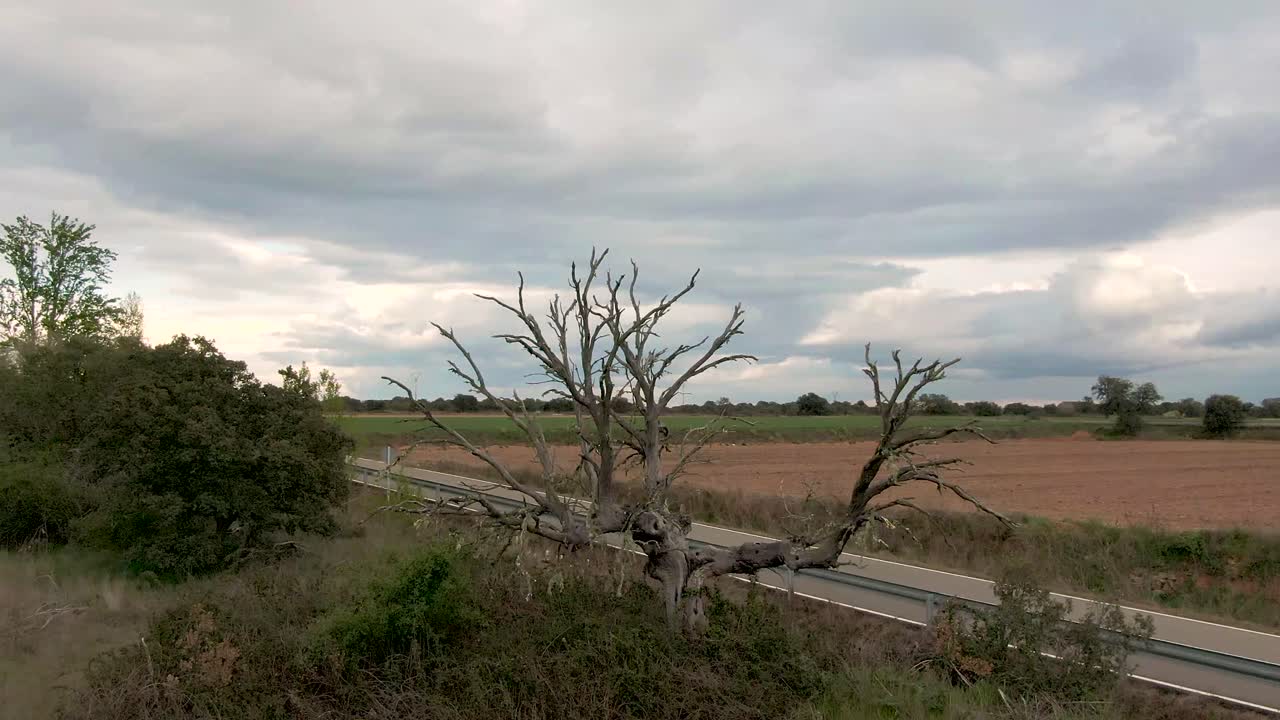 아르볼 무에르토 엔 라 나투랄레자