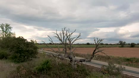 Arbol-Muerto-En-La-Naturaleza