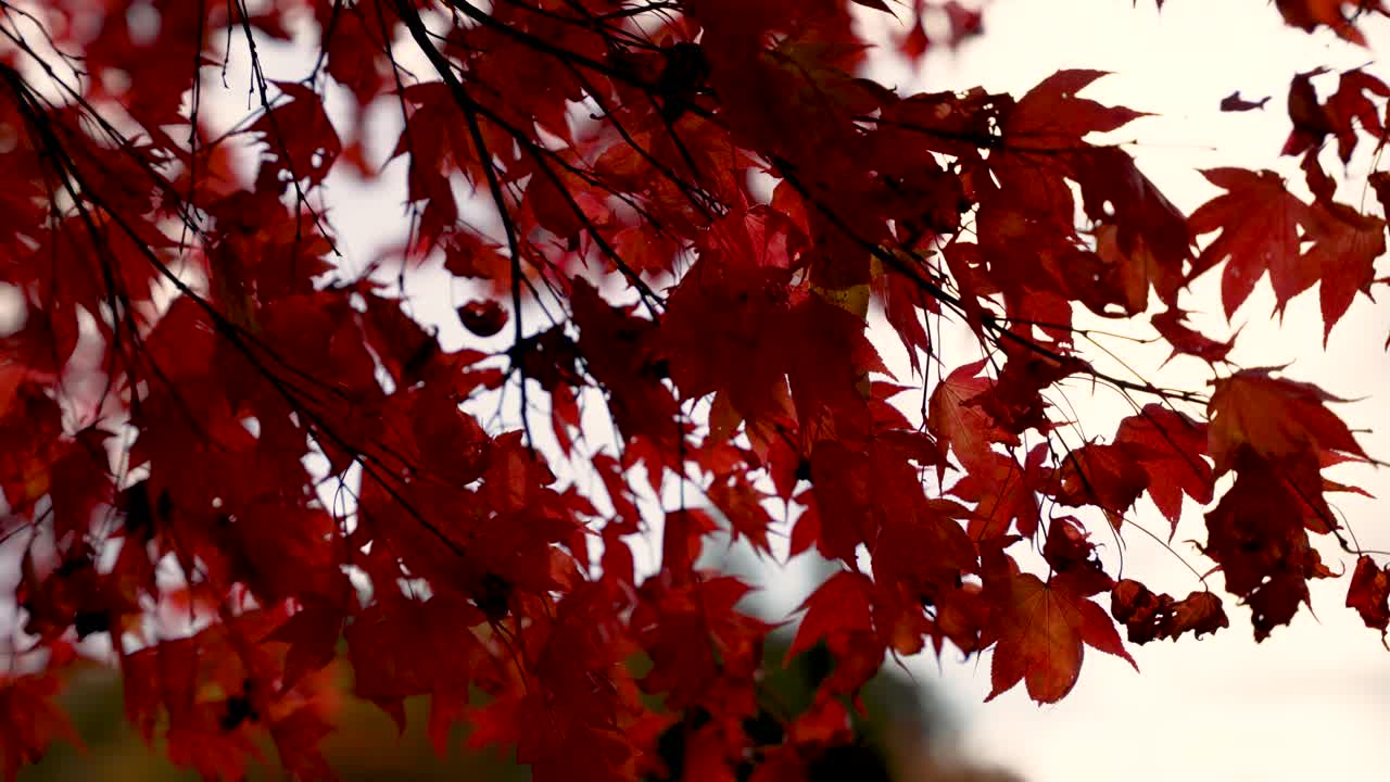 Vivid red leaves on autumn maple tree branch expressing serenity and seasonal charm. Swaying In Slow Motion