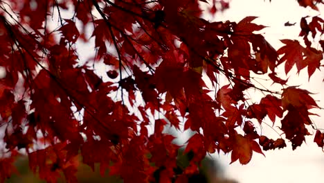 vivid red leaves on autumn maple tree branch expressing serenity and seasonal charm. swaying in slow motion