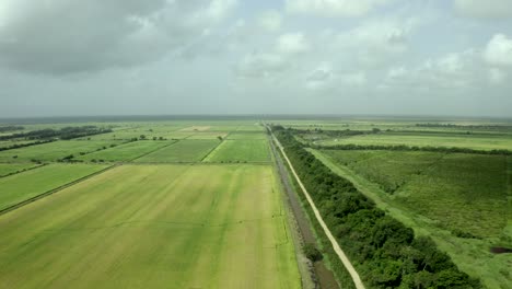 Agriculture-rice-fields-in-South-America,-jungle-deforestation-impact,-aerial