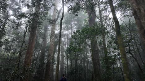 female hiker walking through a misty rainforest walking track with towering trees rising high into the morning sunlight