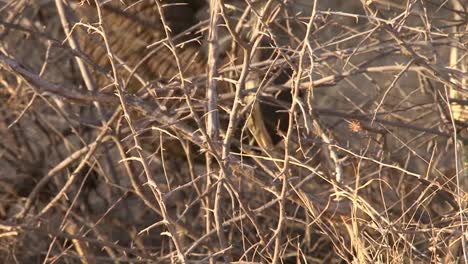 detail of elephant's trunk feeding on dry bushes, camera pan from lower end of trunk towards mouth