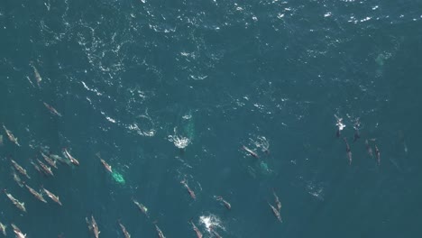 Muchos-Juguetones-Grupos-De-Delfines-Nadan-Rápidamente,-Saltando-Fuera-Del-Agua-En-La-Costa-Del-Océano-Pacífico-En-La-Playa-De-Maroubra,-Sydney,-Australia.