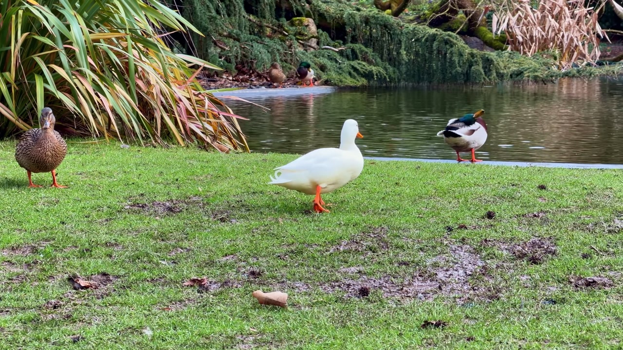 White pekin duck walks on a green lawn towards a pond in a park