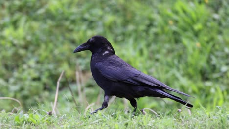 Slow-motion-walk-of-black-raven-crow-in-grass-field-hunting-for-prey,-tracking-close-up-shot