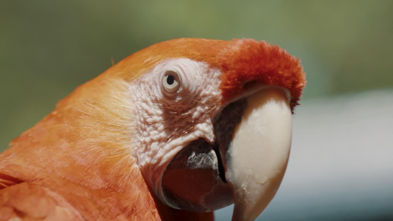la cara de la guacamaya roja contra la luz del sol. primer plano extremo