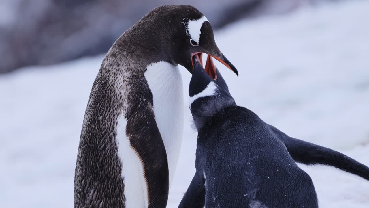 madre en cámara lenta alimentando a un pingüino bebé en la antártida, regurgitando comida para jóvenes pingüinos hambrientos, polluelos, animales bebés y vida silvestre en close-ups en la península antártica en la nieve en una colonia